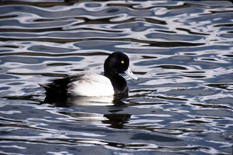 Greater Scaup (Aythya marila) {!--검은머리흰죽지-->; DISPLAY FULL IMAGE.