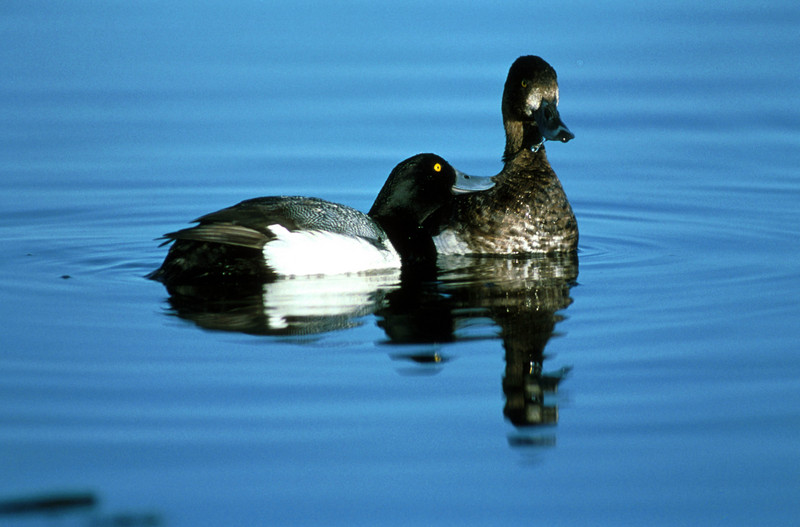 Lesser Scaup pair (Aythya affinis) {!--북아메리카검은머리흰죽지-->; DISPLAY FULL IMAGE.