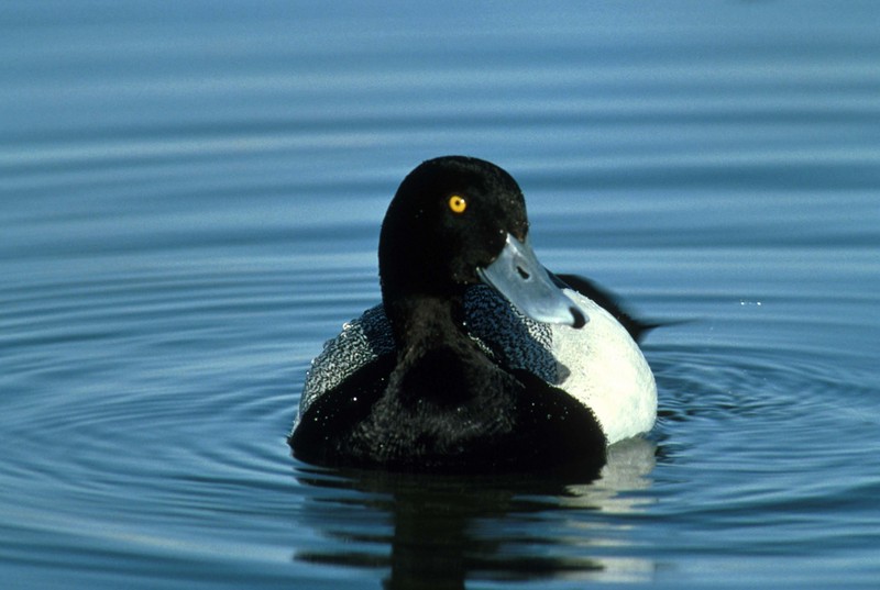 Lesser Scaup (Aythya affinis) {!--북아메리카검은머리흰죽지-->; DISPLAY FULL IMAGE.