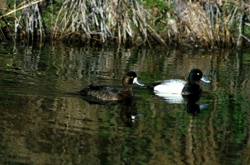 Lesser Scaup pair (Aythya affinis) {!--북아메리카검은머리흰죽지-->; DISPLAY FULL IMAGE.