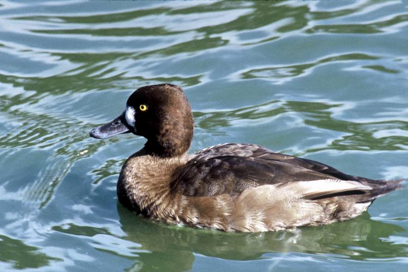 Lesser Scaup (Aythya affinis) {!--북아메리카검은머리흰죽지-->; DISPLAY FULL IMAGE.