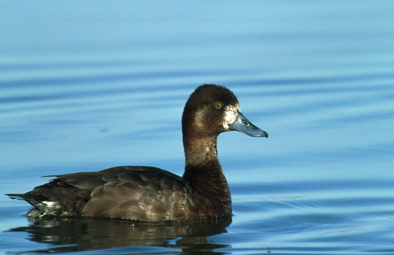 Lesser Scaup (Aythya affinis) {!--북아메리카검은머리흰죽지-->; DISPLAY FULL IMAGE.