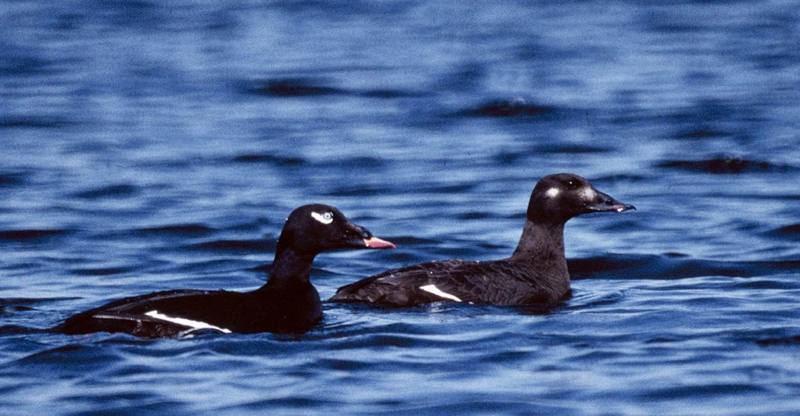 White-winged Scoter (Melanitta fusca) {!--검둥오리사촌-->; DISPLAY FULL IMAGE.