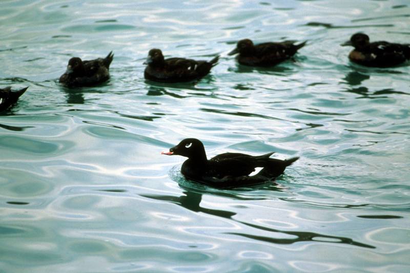 White-winged Scoter (Melanitta fusca) {!--검둥오리사촌-->; DISPLAY FULL IMAGE.