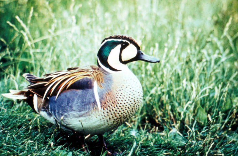 Baikal Teal (Anas formosa) {!--가창오리-->; DISPLAY FULL IMAGE.