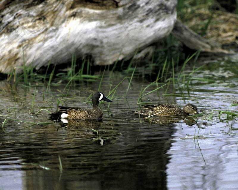 Blue-winged Teals (Anas discors) {!--푸른날개발구지-->; DISPLAY FULL IMAGE.