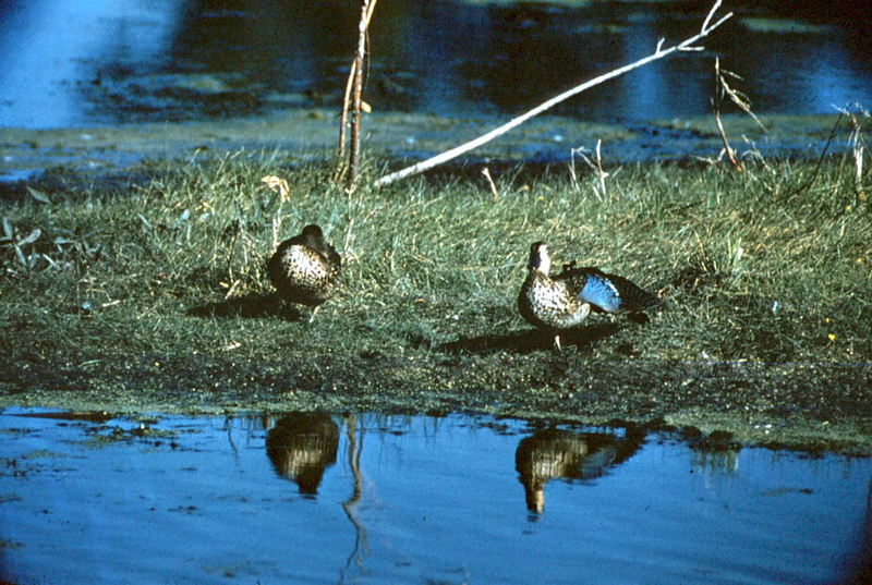 Blue-winged Teals (Anas discors) {!--푸른날개발구지-->; DISPLAY FULL IMAGE.