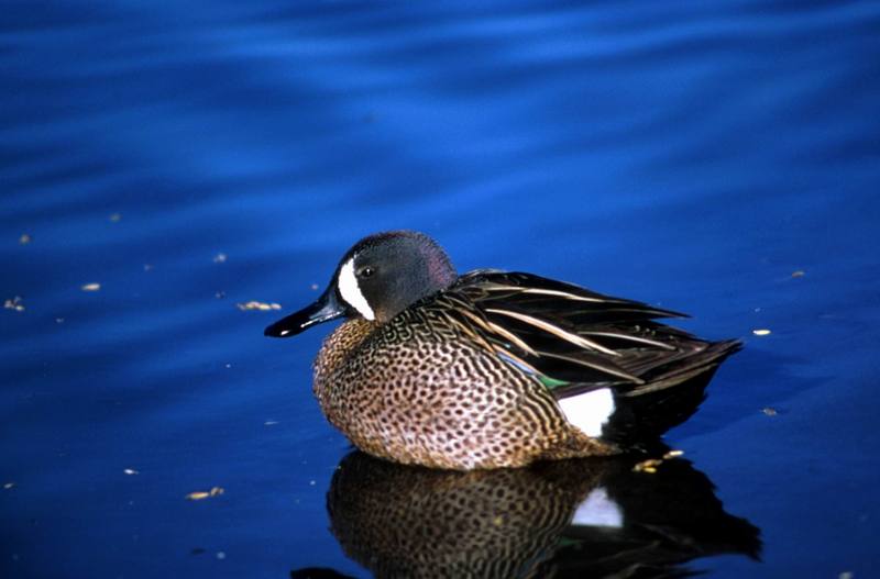 Blue-winged Teal (Anas discors) {!--푸른날개발구지-->; DISPLAY FULL IMAGE.