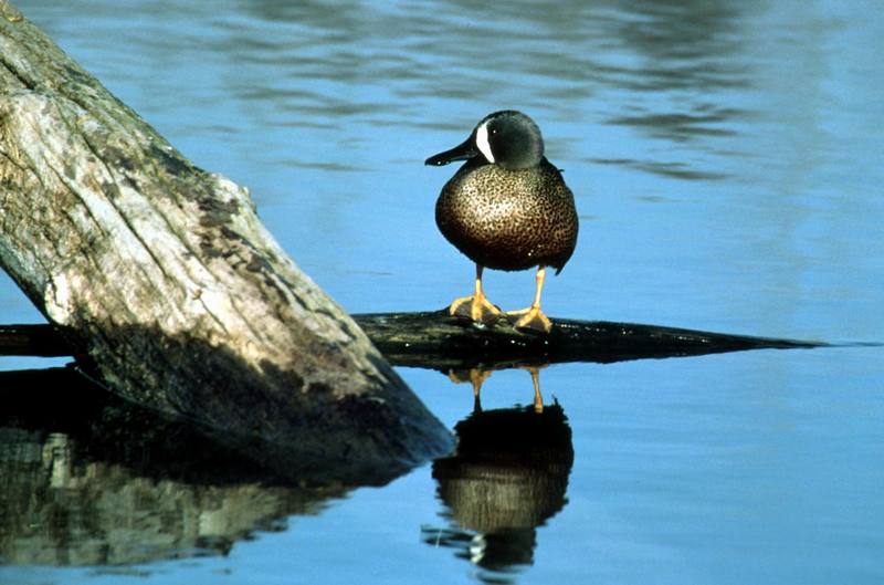 Blue-winged Teal male (Anas discors) {!--푸른날개발구지-->; DISPLAY FULL IMAGE.