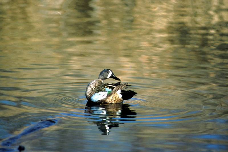 Blue-winged Teal male (Anas discors) {!--푸른날개발구지-->; DISPLAY FULL IMAGE.