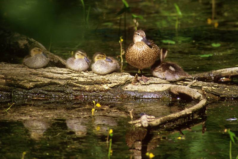 Blue-winged Teal female & ducklings (Anas discors) {!--푸른날개발구지-->; DISPLAY FULL IMAGE.