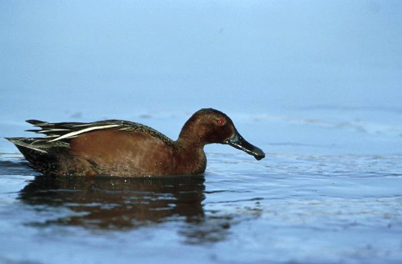 Cinnamon Teal (Anas cyanoptera) {!--붉은쇠오리(붉은발구지)-->; DISPLAY FULL IMAGE.