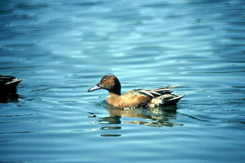 Cinnamon Teal (Anas cyanoptera) {!--붉은쇠오리(붉은발구지)-->; DISPLAY FULL IMAGE.