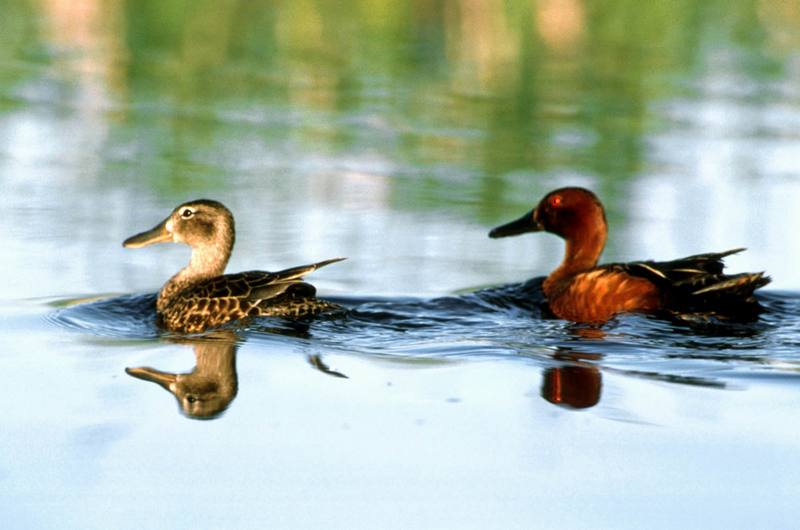 Cinnamon Teals (Anas cyanoptera) {!--붉은쇠오리(붉은발구지)-->; DISPLAY FULL IMAGE.