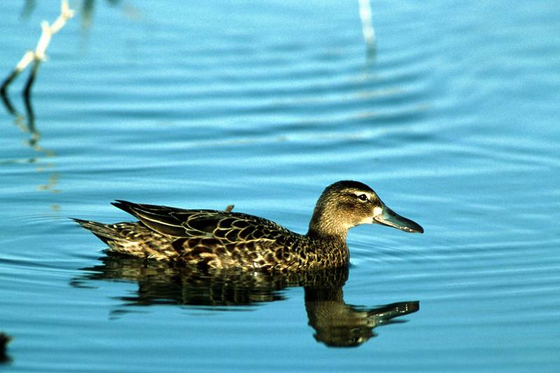 Cinnamon Teal hen (Anas cyanoptera) {!--붉은쇠오리(붉은발구지)-->; DISPLAY FULL IMAGE.