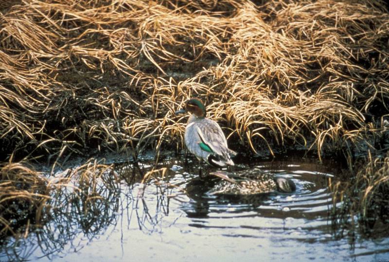 Green-winged Teals (Anas crecca carolinensis) {!--미국쇠오리-->; DISPLAY FULL IMAGE.