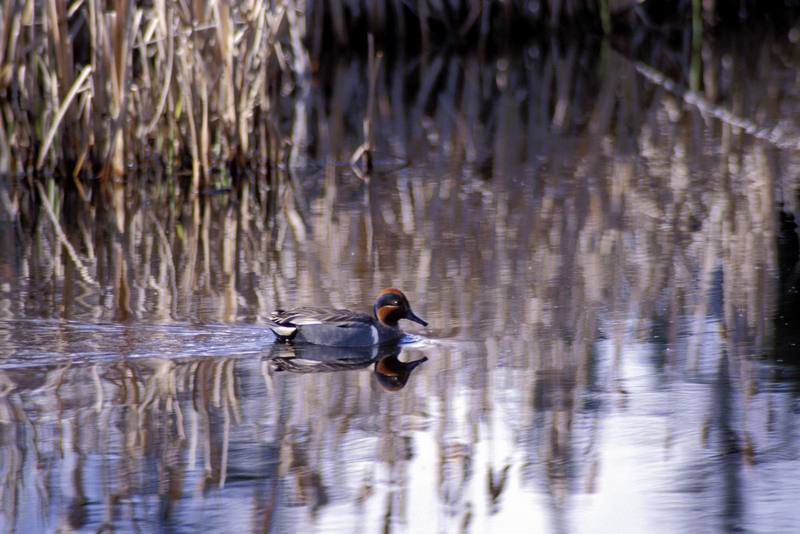 Green-winged Teal (Anas crecca carolinensis) {!--미국쇠오리-->; DISPLAY FULL IMAGE.