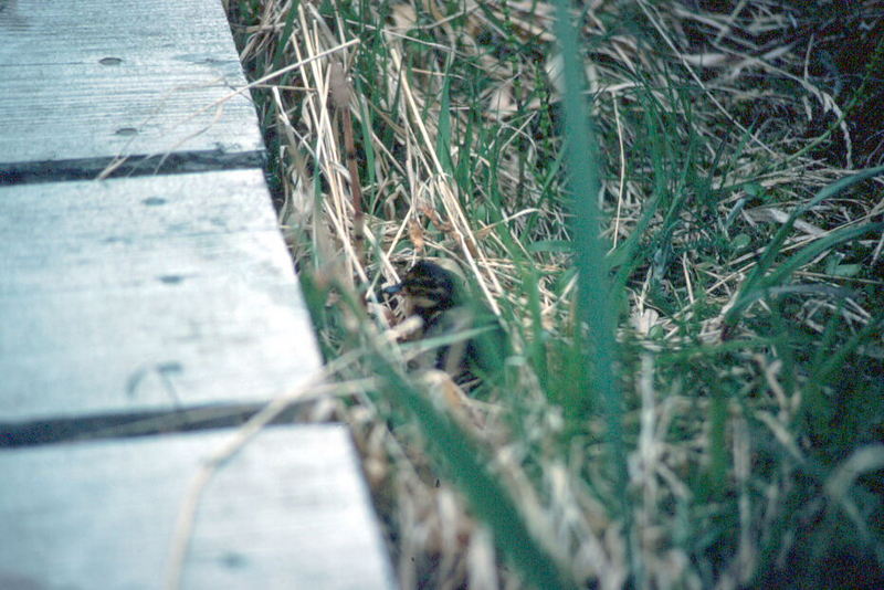 Green-winged Teal duckling (Anas crecca carolinensis) {!--미국쇠오리-->; DISPLAY FULL IMAGE.