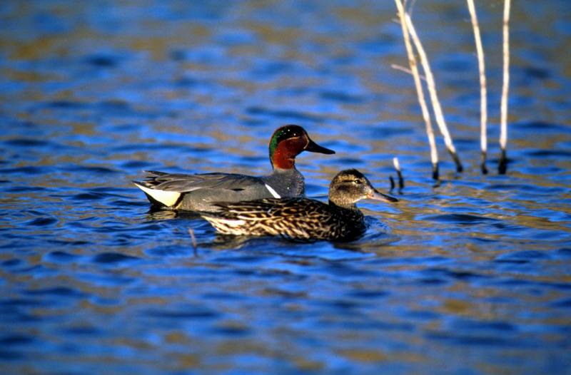 Green-winged Teals (Anas crecca carolinensis) {!--미국쇠오리-->; DISPLAY FULL IMAGE.