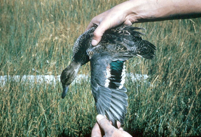 Green-winged Teal (Anas crecca carolinensis) {!--미국쇠오리-->; DISPLAY FULL IMAGE.