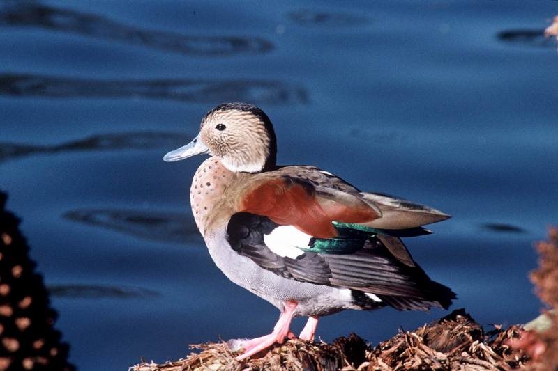 Ringed Teal (Callonetta leucophrys) {!--남아메리카쇠오리-->; DISPLAY FULL IMAGE.