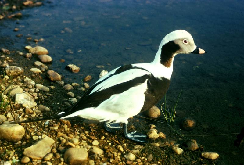 Oldsquaw (Clangula hyemalis) {!--바다꿩-->; DISPLAY FULL IMAGE.