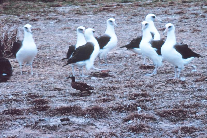 Laysan Duck (Anas laysanensis) {!--레이산청둥오리-->; DISPLAY FULL IMAGE.