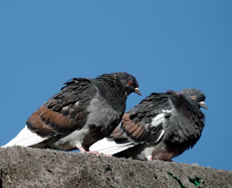 Columba livia var. domestica (Domestic Pigeon) {!--집비둘기-->; DISPLAY FULL IMAGE.