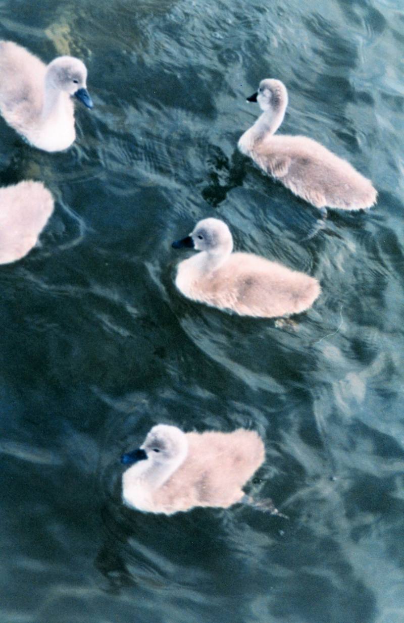 Mute Swan cygnets (Cygnus olor) {!--혹고니-->; DISPLAY FULL IMAGE.