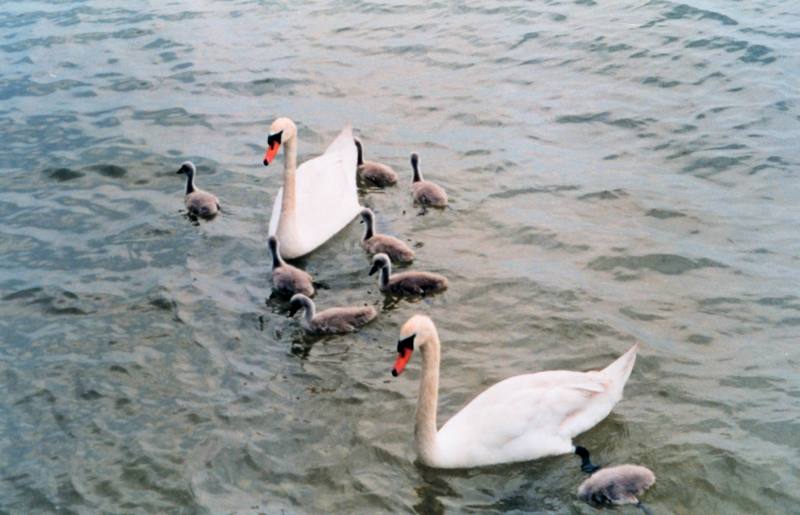 Mute Swan pair & cygnets (Cygnus olor) {!--혹고니-->; DISPLAY FULL IMAGE.