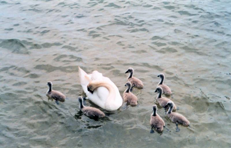 Mute Swan & cygnets (Cygnus olor) {!--혹고니-->; DISPLAY FULL IMAGE.