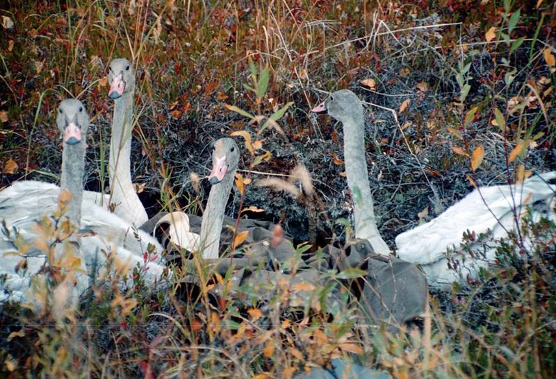 Trumpeter Swan cygnets (Cygnus buccinator) {!--나팔수큰고니-->; DISPLAY FULL IMAGE.