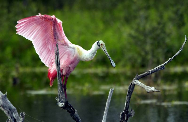 Roseate Spoonbill (Ajaia ajaja) {!--진홍저어새-->; DISPLAY FULL IMAGE.