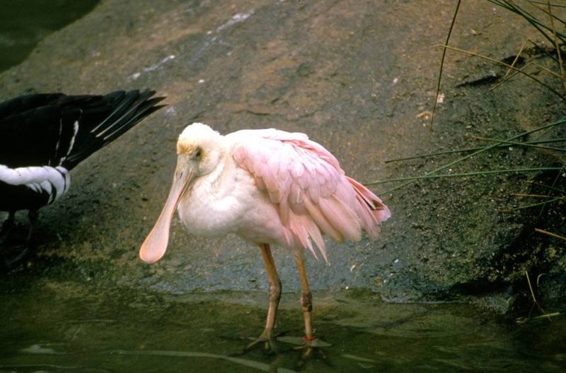 Roseate Spoonbill (Ajaia ajaja) {!--진홍저어새-->; DISPLAY FULL IMAGE.