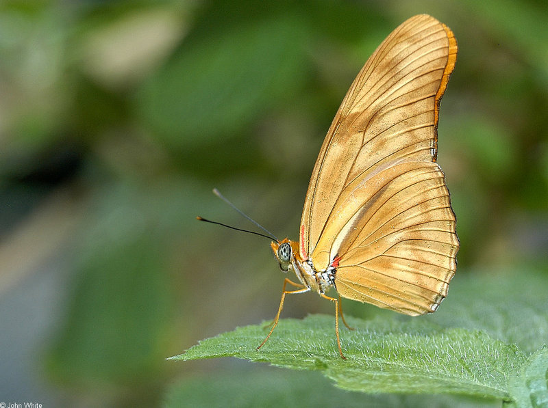 Critters - Orange Julia Butterfly (Dryas julia); DISPLAY FULL IMAGE.