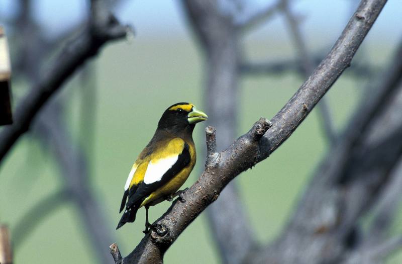 Evening Grosbeak (Coccothraustes vespertinus) {!--연미복밀화부리(저녁콩새)-->; DISPLAY FULL IMAGE.