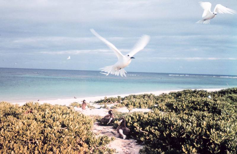 Common White Tern in flight (Gygis alba) {!--흰제비갈매기-->; DISPLAY FULL IMAGE.