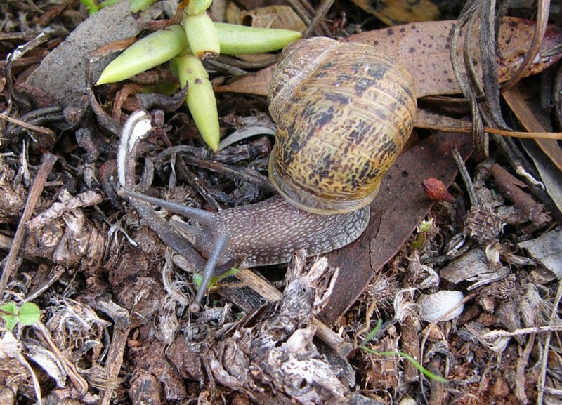 Snail; DISPLAY FULL IMAGE.