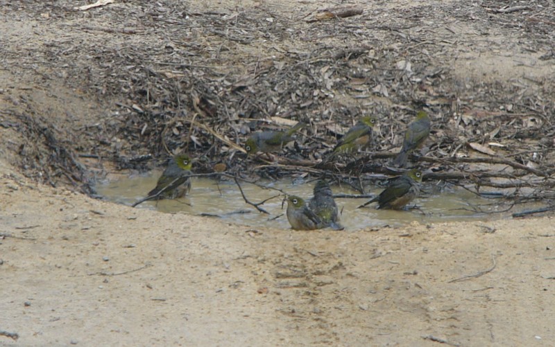 bird bath; DISPLAY FULL IMAGE.