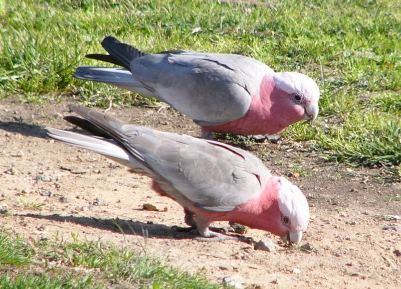 galahs; DISPLAY FULL IMAGE.