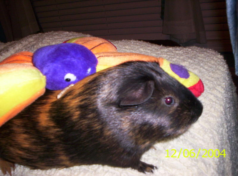 guinea pigs; DISPLAY FULL IMAGE.