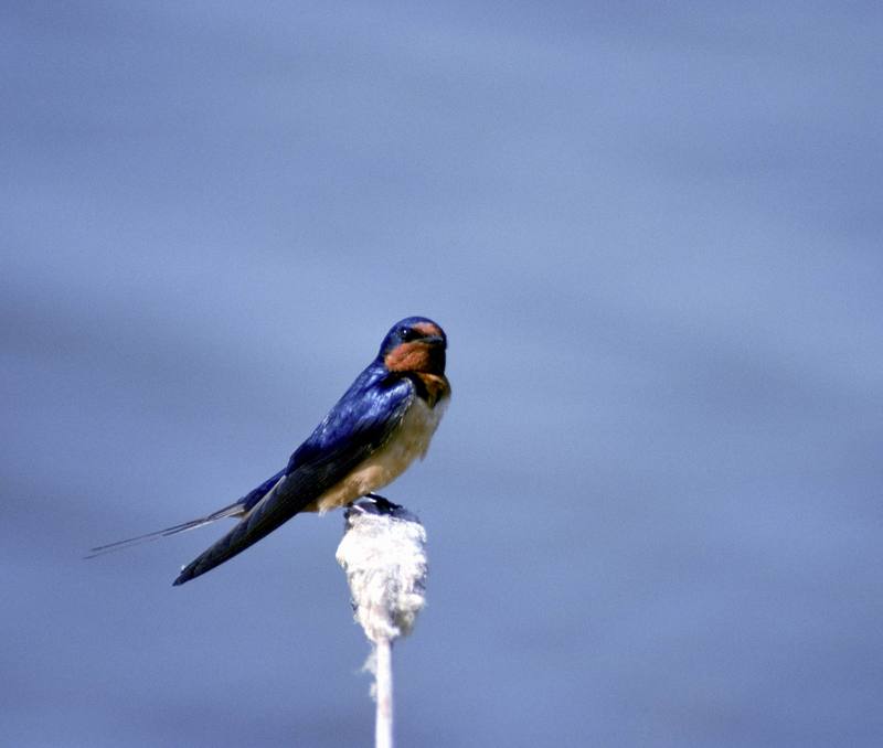 Barn Swallow (Hirundo rustica) {!--제비-->; DISPLAY FULL IMAGE.