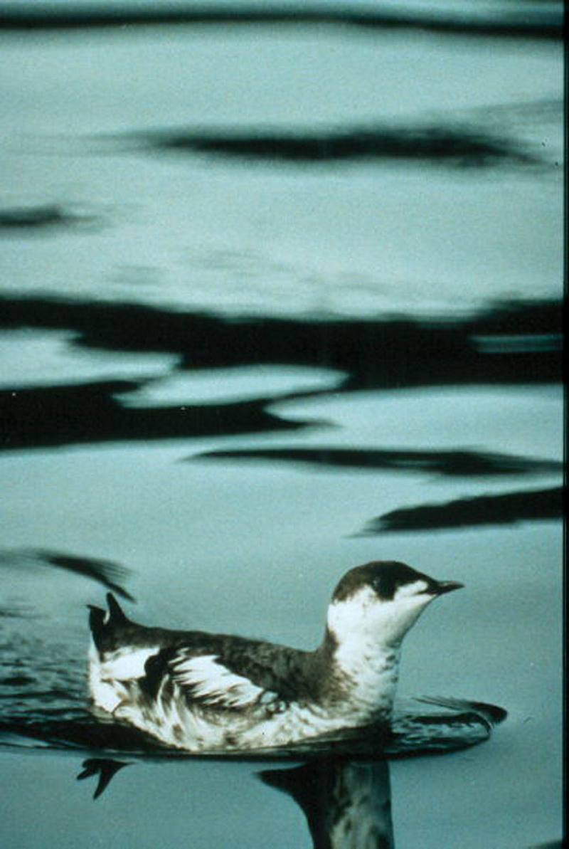 Marbled Murrelet (Brachyramphus marmoratus) {!--알락쇠오리-->; DISPLAY FULL IMAGE.