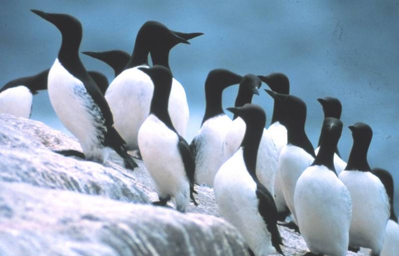 Common Murre flock (Uria aalge) {!--바다오리-->; DISPLAY FULL IMAGE.