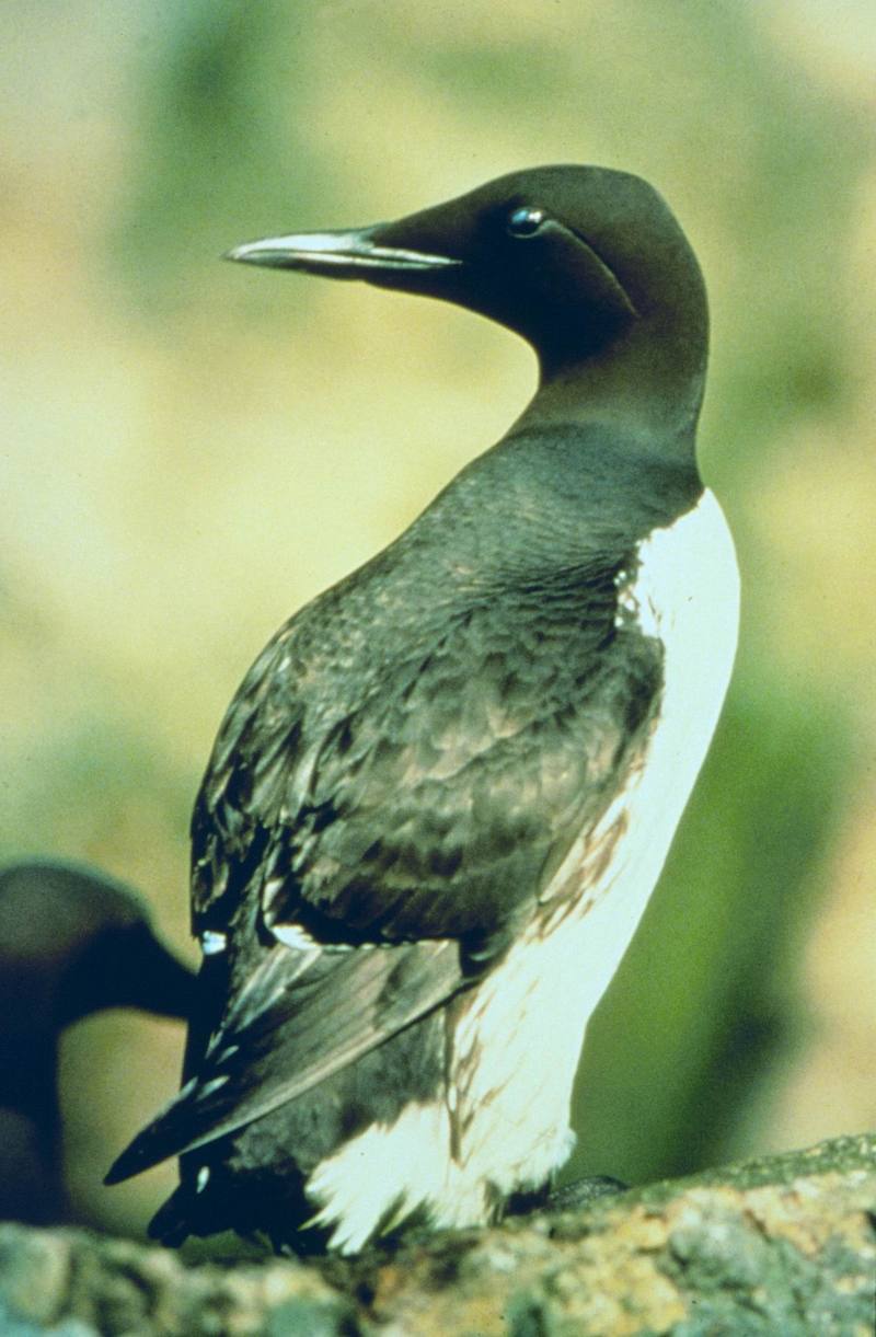 Common Murre (Uria aalge) {!--바다오리-->; DISPLAY FULL IMAGE.