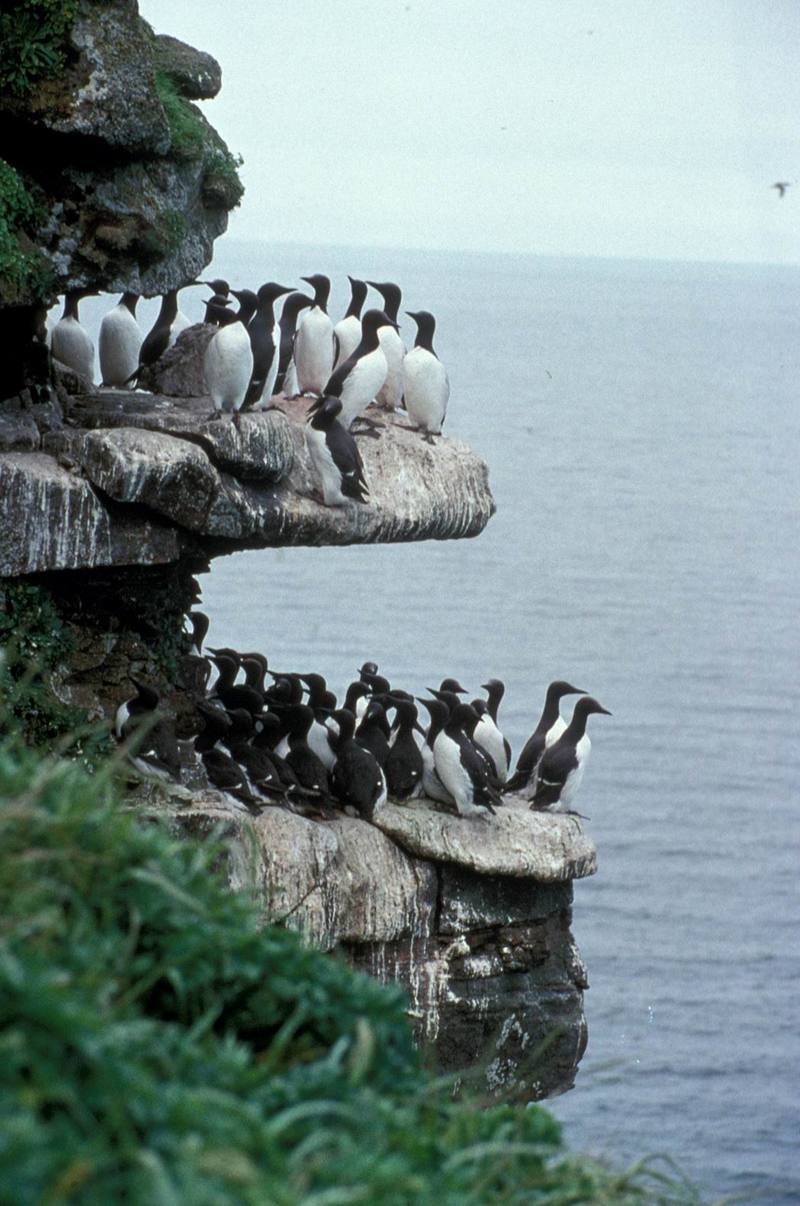 Common Murre flock (Uria aalge) {!--바다오리-->; DISPLAY FULL IMAGE.