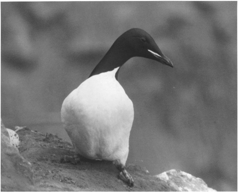 Aleutian Thick-billed Murre (Uria lomvia) {!--큰부리바다오리-->; DISPLAY FULL IMAGE.