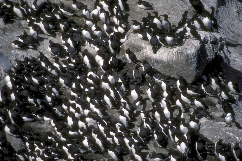 Common Murre flock (Uria aalge) {!--바다오리-->; DISPLAY FULL IMAGE.