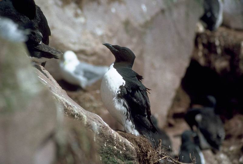 Thick-billed Murre (Uria lomvia) {!--큰부리바다오리-->; DISPLAY FULL IMAGE.