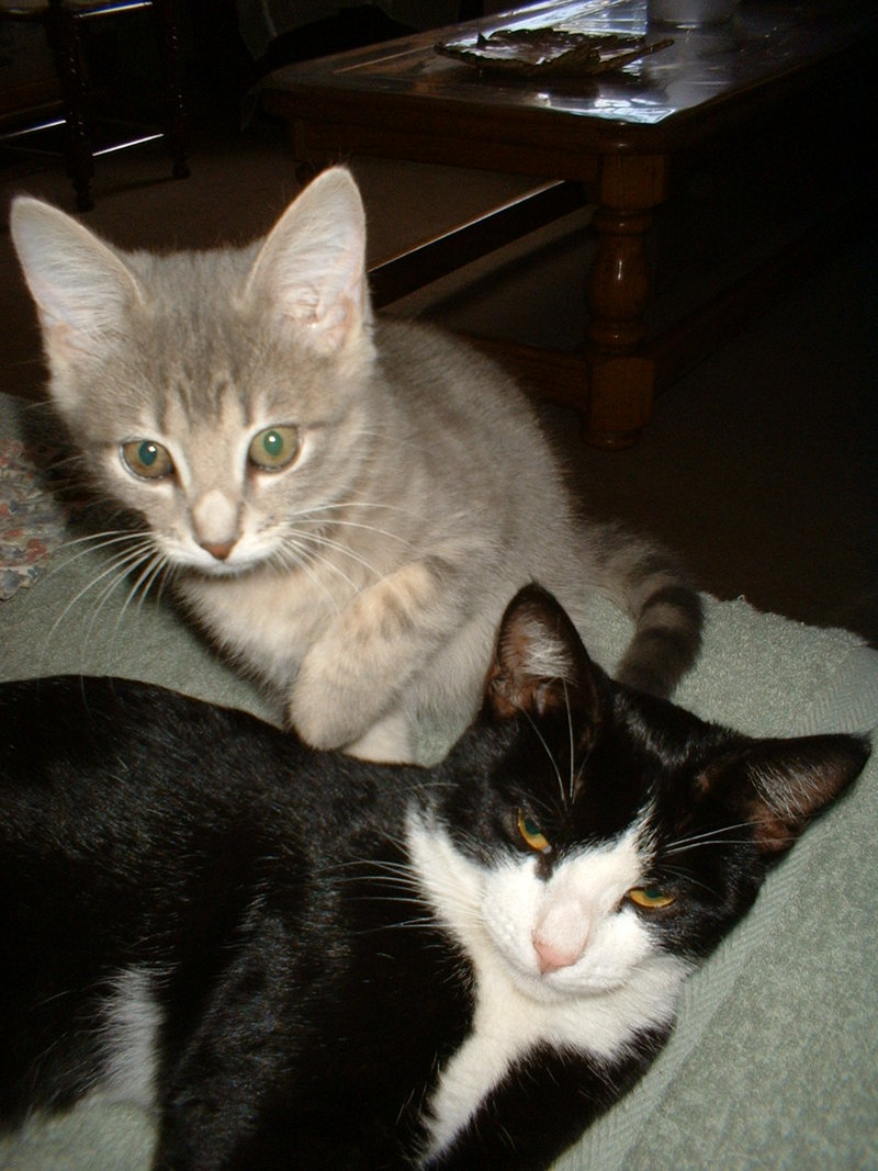 Cats; DISPLAY FULL IMAGE.